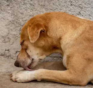 Cómo evitar que un perro lama herida: usa ropa quirúrgica para protección