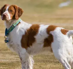 Perros están evolucionando: del trabajo a la amistad