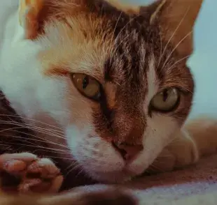 La gabapentina se usa en gatos para reducir el estrés.