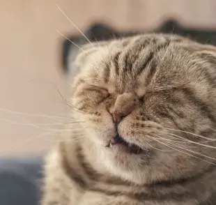 Una de las razones principales por las que un gato estornuda mucho son las infecciones respiratorias.