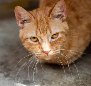 El parvovirus en gatos es peligro, pero es curable. 