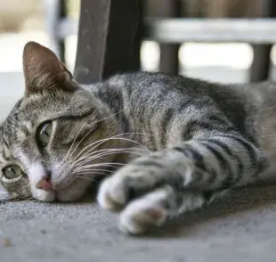 ¿Un gato puede morir por problemas urinarios? Conoce los riesgos