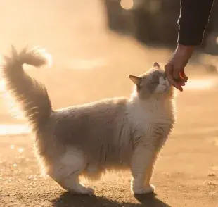 El significado cuando tu gato se frota contra ti