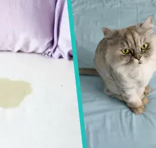 ¿Tu gato orina en la cama? Tal vez no le gusta dónde está su arenero.