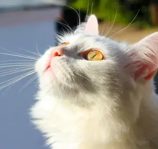 Descubre si tu gato blanco puede ser sordo
