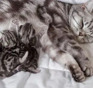 Gatos cuidan a sus crías: la lactancia, el primer cuidado