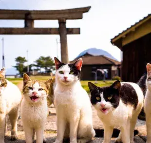La importancia de los gatos en Japón: Cultura y espiritualidad