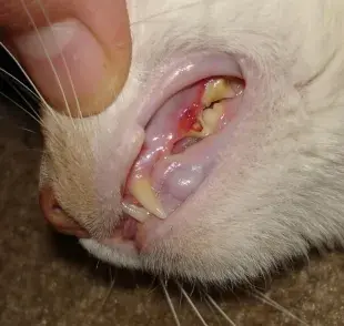 Cuida la salud dental de tu gato y evita la gingivitis