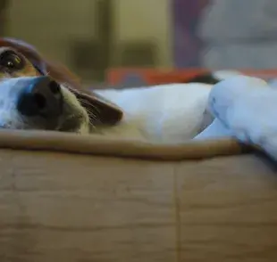 Cómo hacer vomitar a mi perro tras un envenenamiento