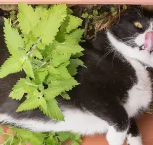 Hierba gatera: el secreto de la calma felina