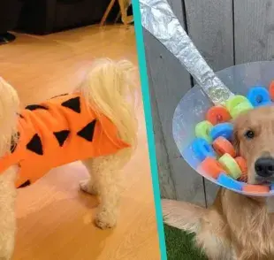 5 ideas de disfraces para tu perro que no le van a incomodar