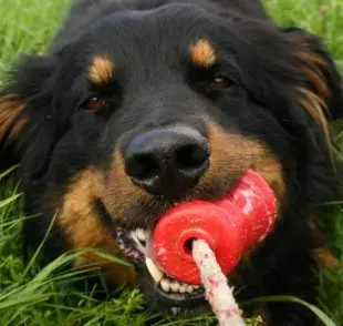 ¿Juguetes pequeños? ¡Cuidado con los peligros para tu perro!