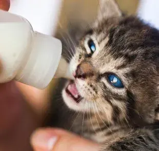 Leche para gatitos: este es el tipo de leche que debes darles