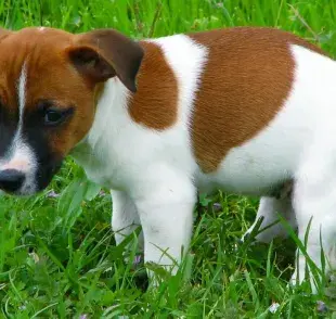 Cómo limpiar las heces de tu perro: paso a paso