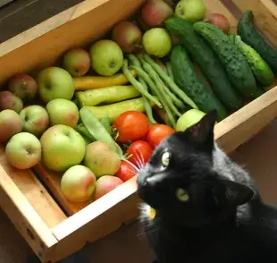 ¿Los gatos pueden comer manzana? Descubre si es seguro y cómo dársela