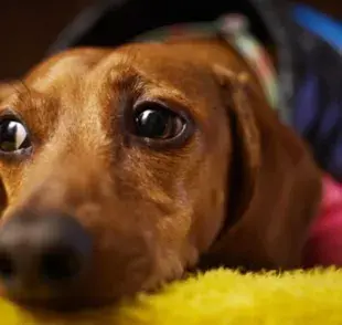 El estrés enferma a los perros: señales que indican problemas de salud.