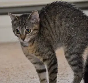 Gabapentina: Reduce la ansiedad en tu gato fácilmente