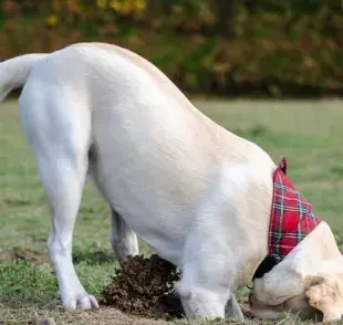 ¿Por qué mi perro come tierra? Conoce los motivos.