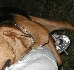 Evita que tu perro monte con estos simples trucos.