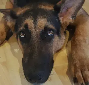 Miedos de los perros: ¿tu perro tiene miedo a las escaleras?