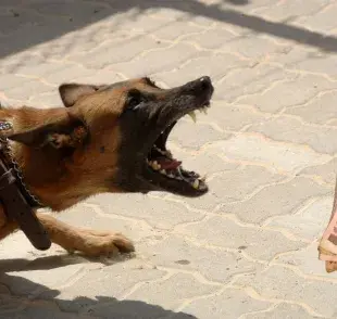 uidado con las sanciones: Multas por perros agresivos y desechos