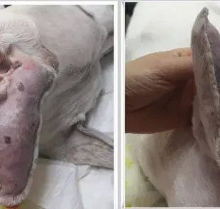¿Tu perro sufre de otohematoma? Cuándo visitar al veterinario