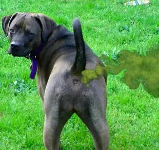 La alimentación es clave para prevenir que tu perro se eche pedos.