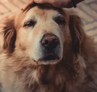 Perro adulto aprende nuevos trucos con facilidad