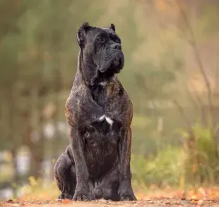 El Cane Corso necesita espacio y ejercicio diario