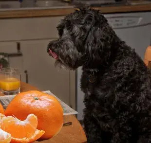 ¿Es bueno dar mandarina a los perros? Todo lo que debes saber