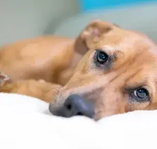 Tratamiento para diarrea en perros: hidratar con electrolitos