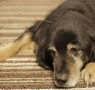 ¿Perros con depresión? Cambios en su comportamiento que no debes ignorar