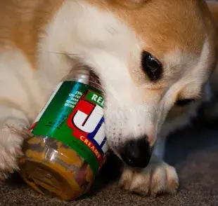 ¿Por qué los perros aman la crema de cacahuate?