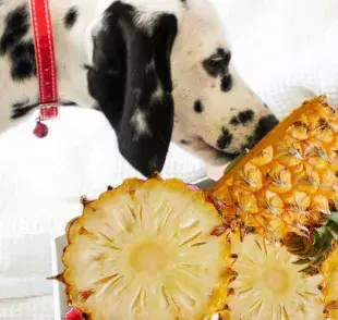 Darle piña a mi perro de forma moderada, ¡beneficios y riesgos!