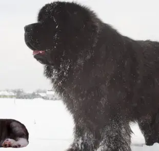 Las mejores razas de perros que sobreviven a temperaturas bajo cero”