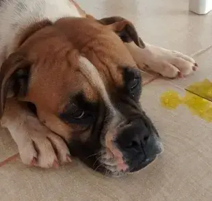¿Es malo que mi perro coma su propio vómito?