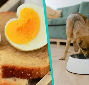 Premio casero para perro con 3 ingredientes: saludable y fácil de hacer