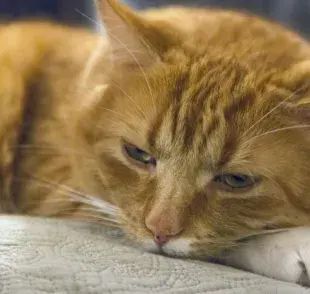 Cómo prevenir que mi gato haga pipí con sangre