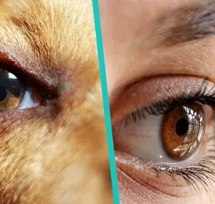 "¿Tu perro tiene problemas para ver en la luz? Descubre por qué