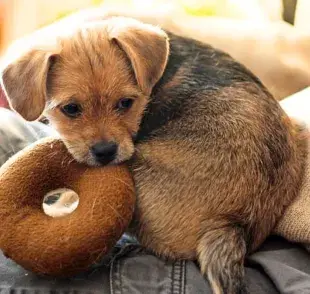 Conoce las características únicas de los perros falderos