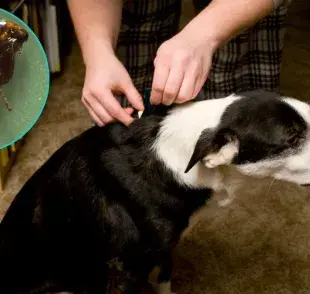 Qué hacer si mi perro tiene pulgas: consejos prácticos