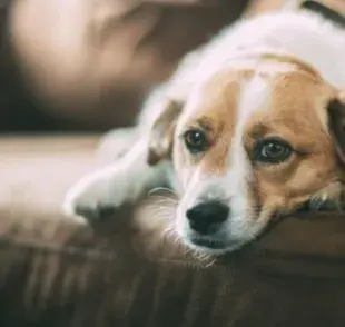 Consejos para reducir la ansiedad de tu perro en el veterinario.