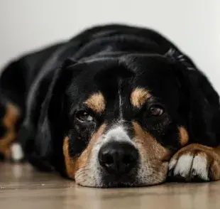 Remedios caseros que podrían ayudar a la tos de tu perro