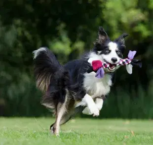El tiempo de juego en perros mayores: qué considerar