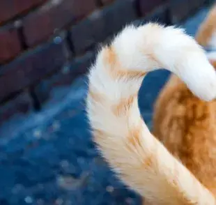 Descifra el lenguaje de tu gato cuando mueve la cola. ¡Te está diciendo algo!