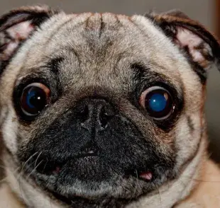 Qué es la queratitis pigmentaria? Cambios de color en los ojos de los perros