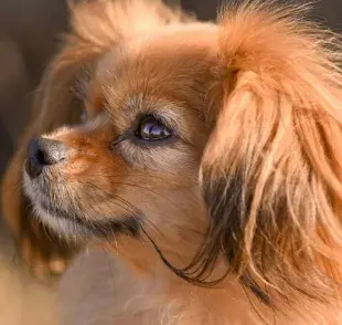 Tipos de pelaje de perro: corto, largo y más.