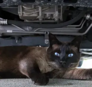 ¿Por qué los gatos se esconden en el motor del coche?