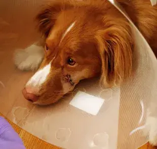 ¿Por qué es importante conocer el tipo de sangre de tu perro?