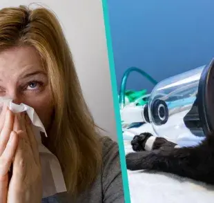 Cuidado: parásitos que tu mascota puede transmitir